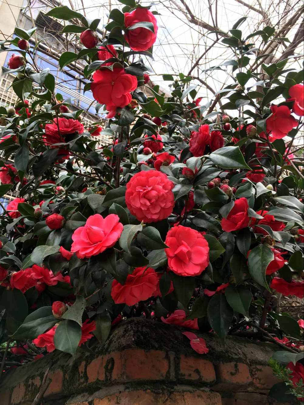 灼灼百朵红，戋戋五束素。