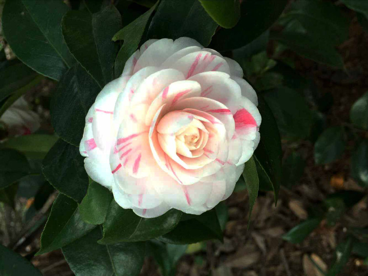 万绿丛中秀靥留，更著嫣与俏。