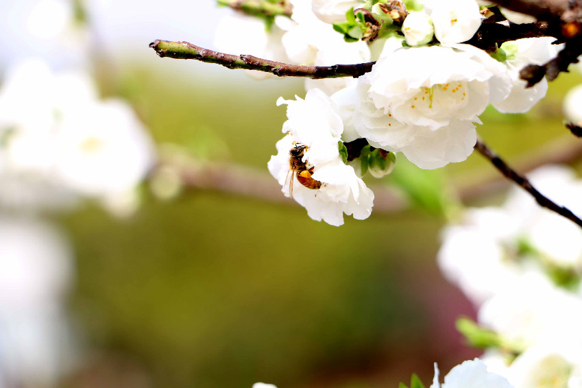 幽香淡淡逗蜂癫。