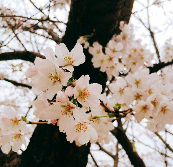 那堪春景媚，繁花绕枝头。