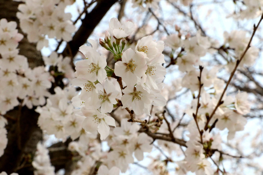 十里樱花十里尘