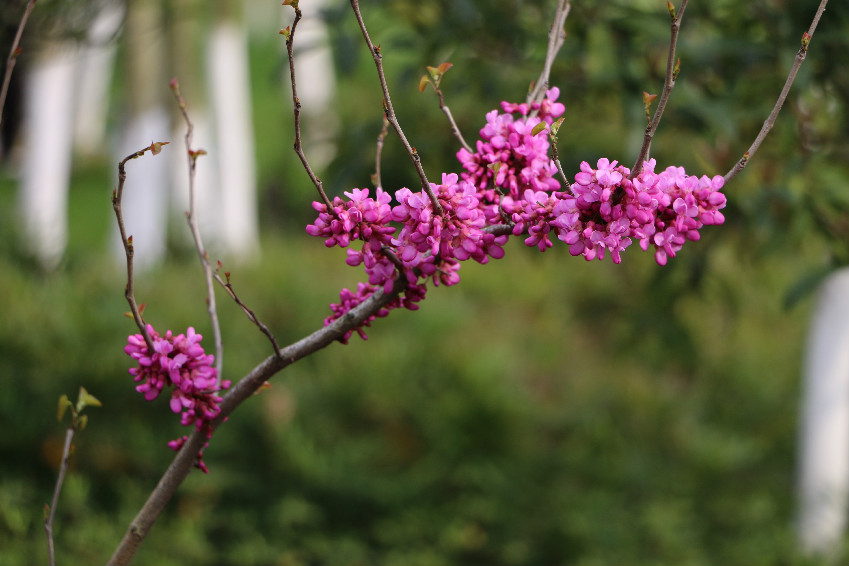 似锦嫣红盈媚眼，一簇俏枝头。