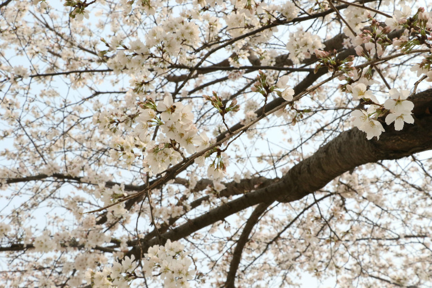 轻烟冉冉绛初匀，斗艳争妍着春意。
