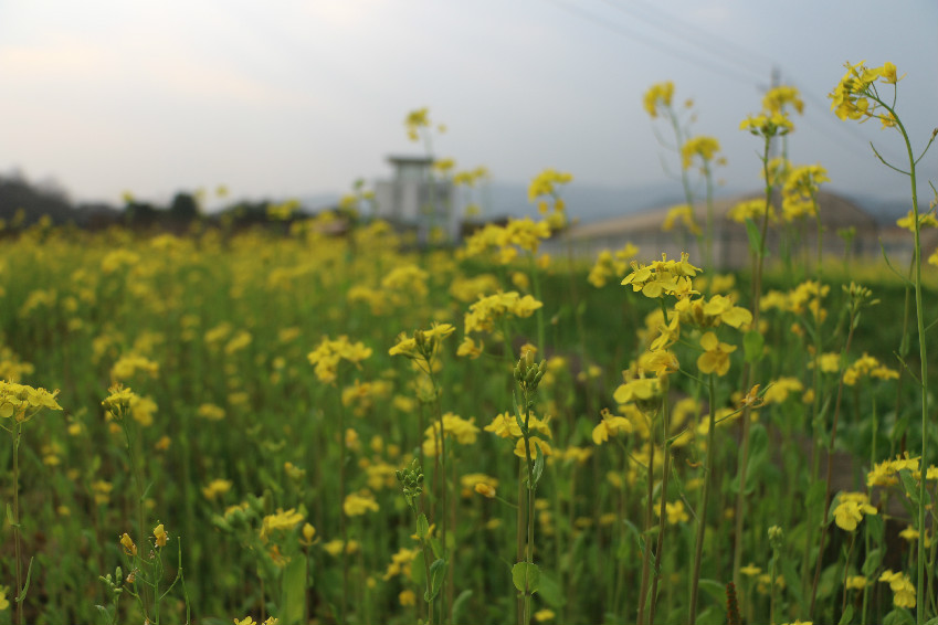 吹苑野风桃叶碧，压畦春露菜花黄。