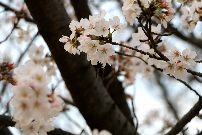 烂漫枝头见八重，花时人事梦魂中。