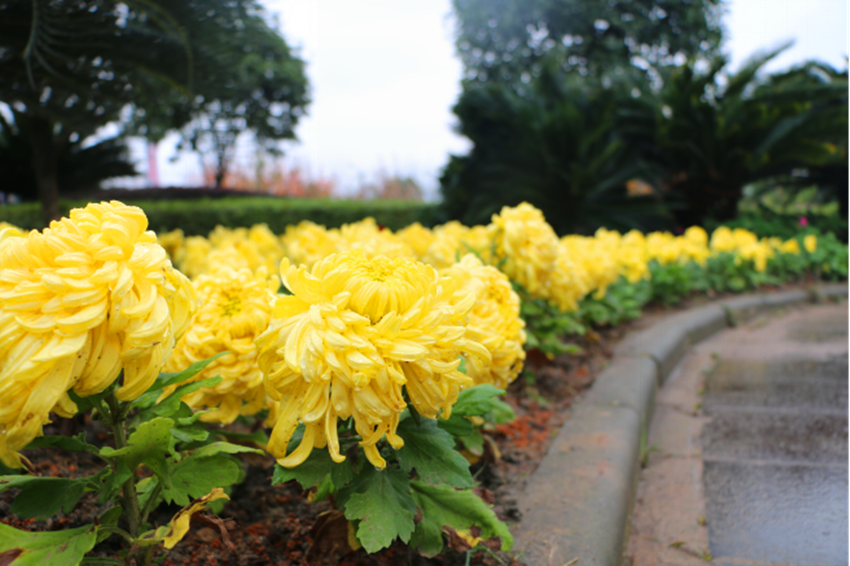 百年薪火俯首农桑2