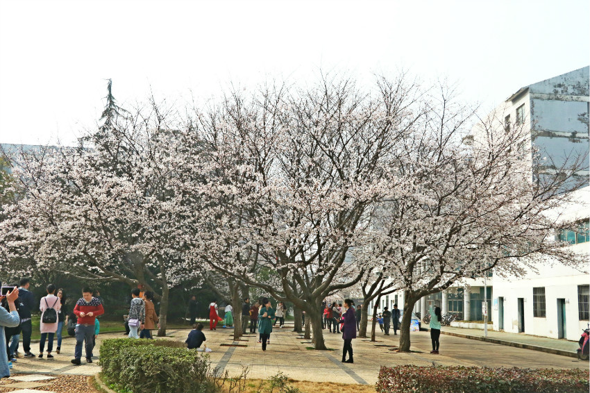 三月春风欲抚柳，正是樱花烂漫时。